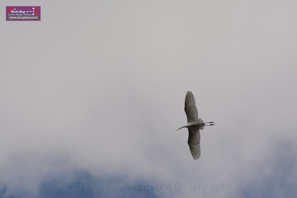 20150619taipo-egret_f41028480.jpg