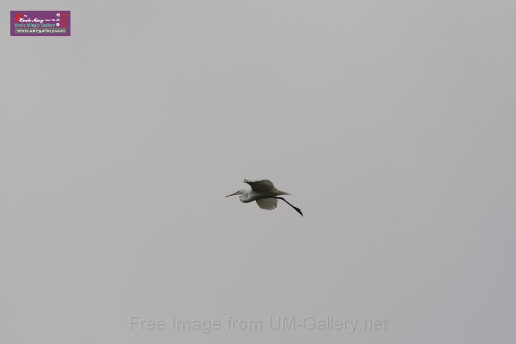 20150619taipo-egret_f41168704.jpg