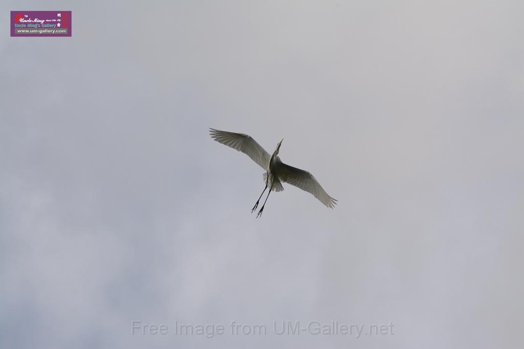 20150619taipo-egret_f41192256.jpg