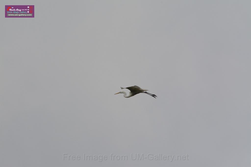 20150619taipo-egret_f41253952.jpg