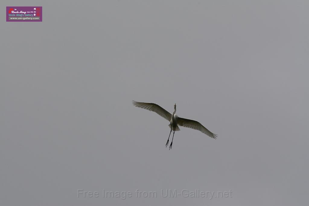 20150619taipo-egret_f41298560.jpg