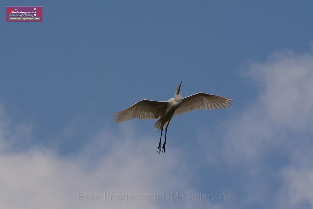 20150619taipo-egret_f41338560.jpg