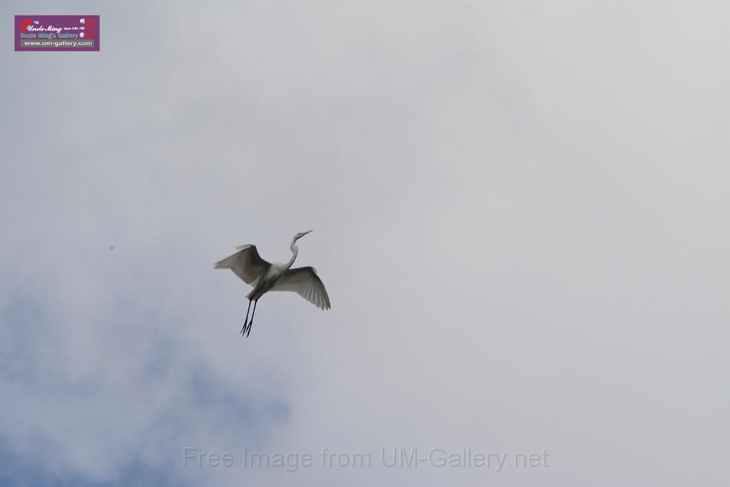 20150619taipo-egret_f41369856.jpg