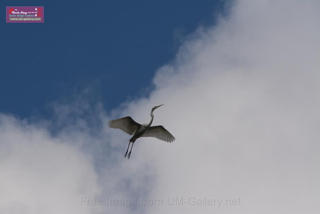 20150619taipo-egret_f41382272.jpg