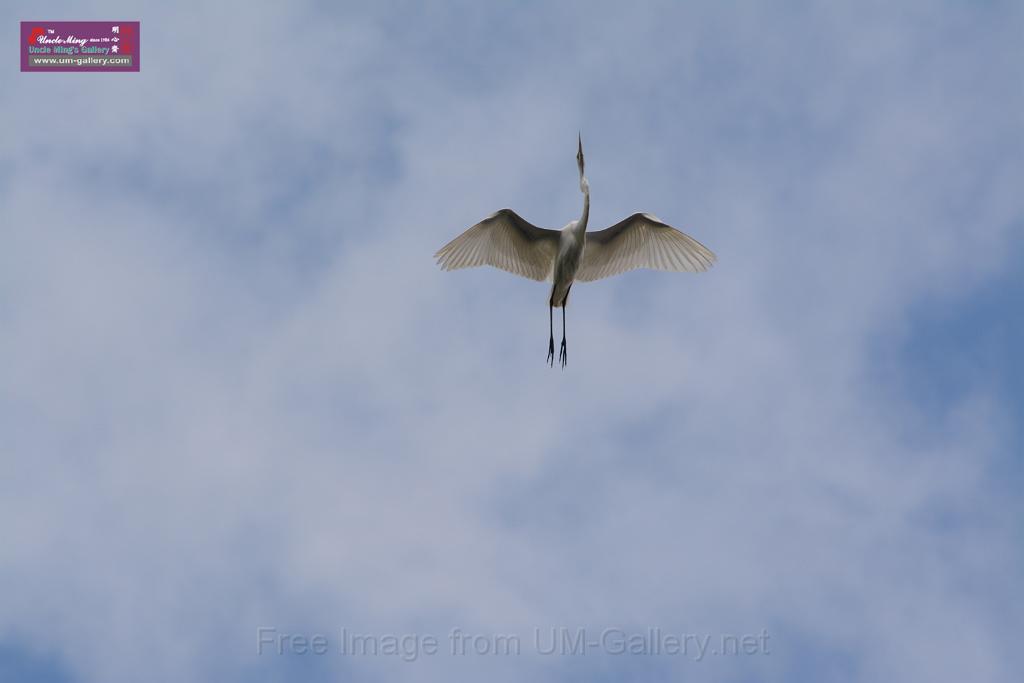 20150619taipo-egret_f41397952.jpg