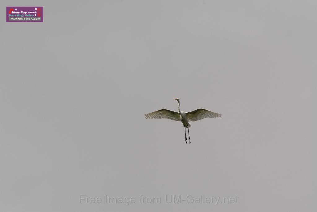 20150619taipo-egret_f41490560.jpg