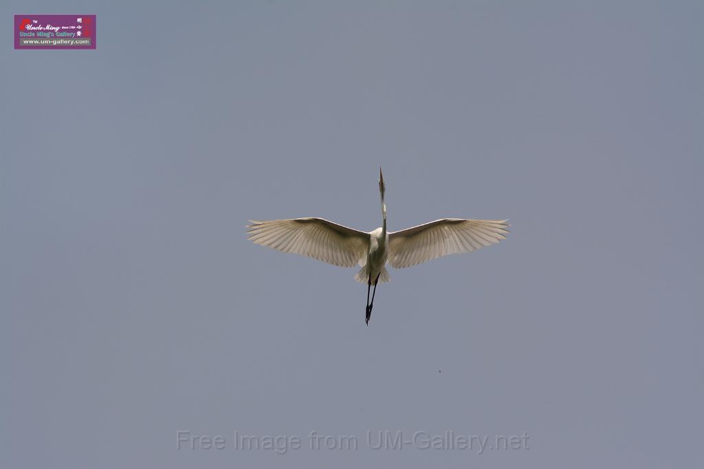 20150619taipo-egret_f41533312.jpg