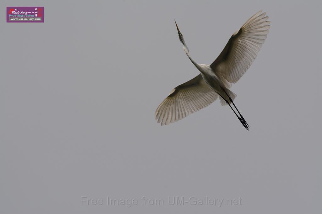 20150619taipo-egret_f41584128.jpg