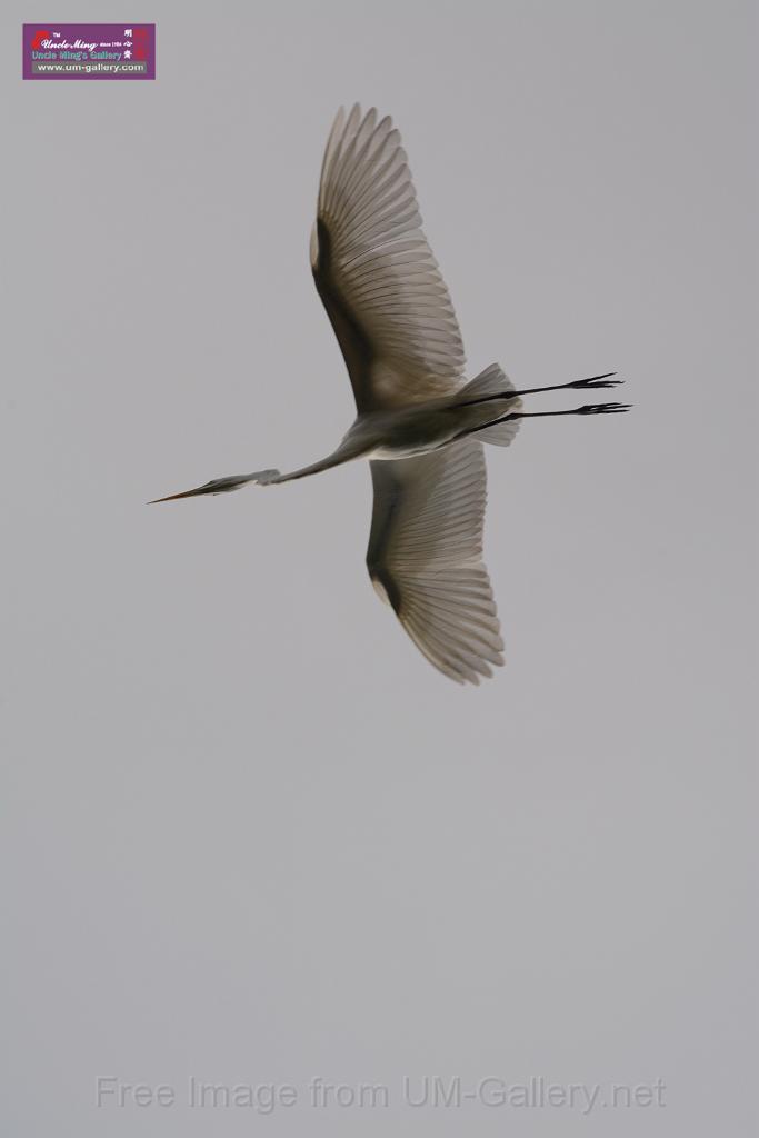 20150619taipo-egret_f41598144.jpg