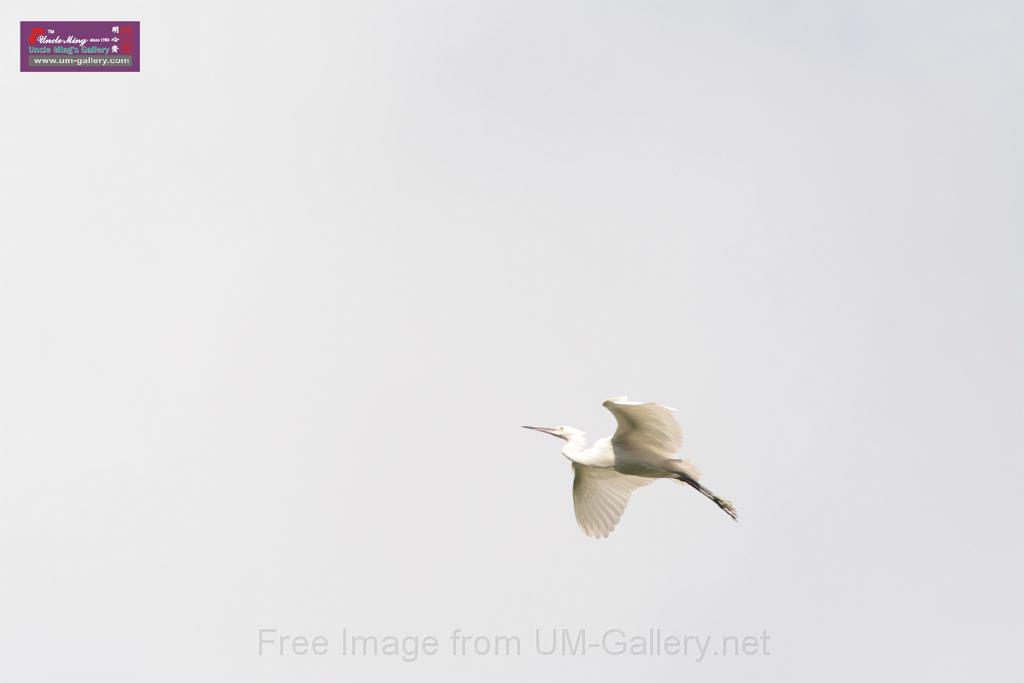 20150619taipo-egret_f41680000.jpg