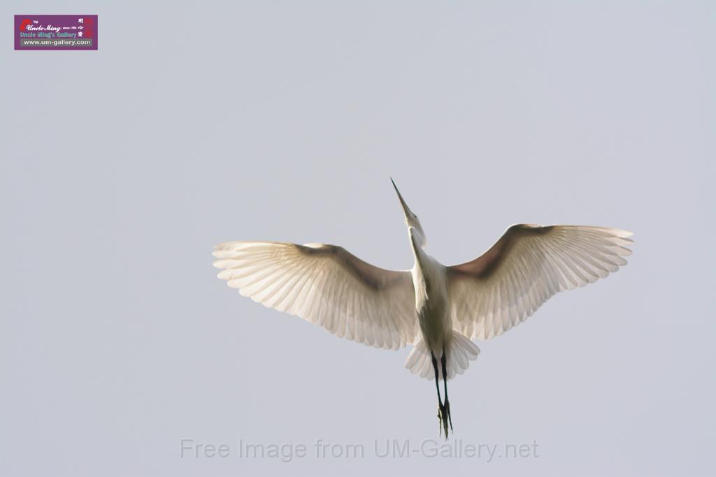 20150619taipo-egret_f41699200.jpg