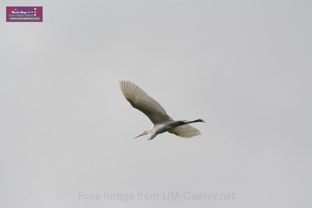 20150619taipo-egret_f41726912.jpg