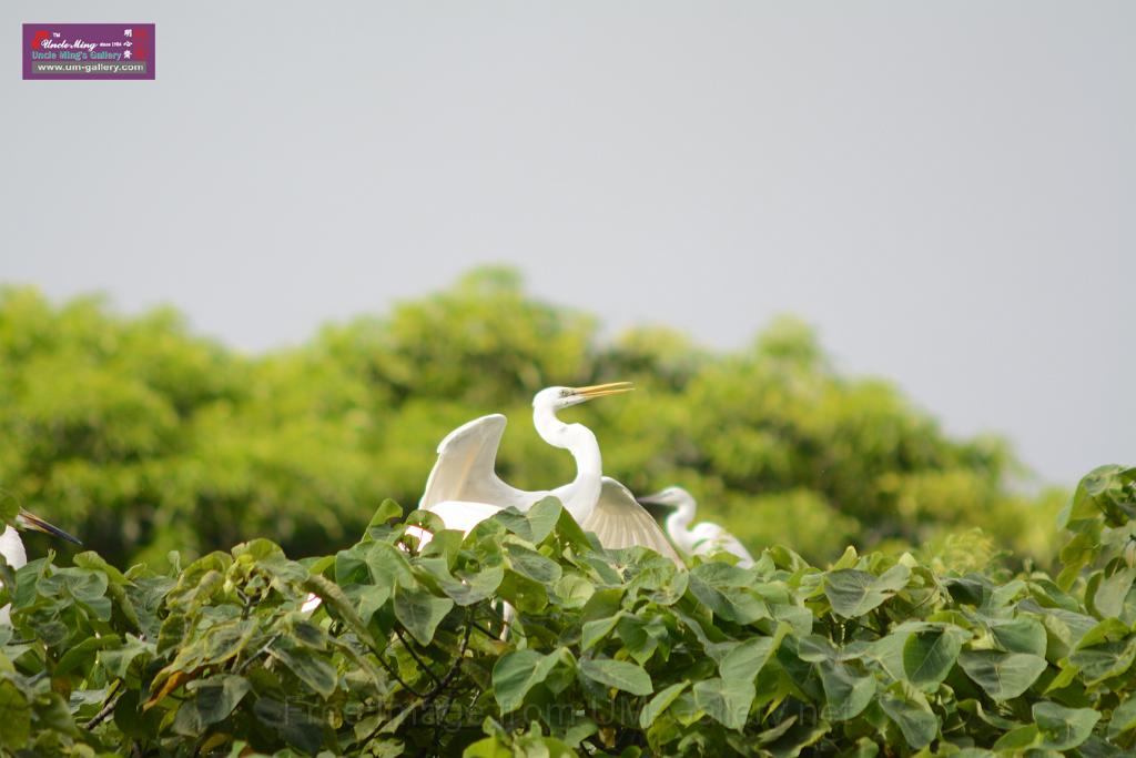 20150619taipo-egret_f41850560.jpg