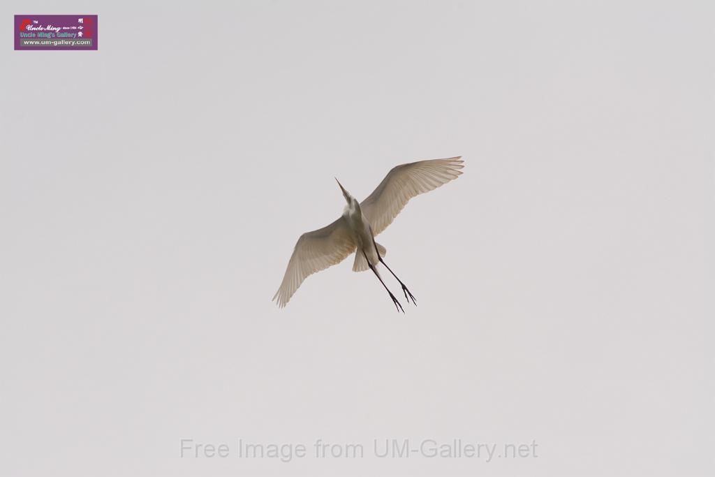 20150619taipo-egret_f41930432.jpg