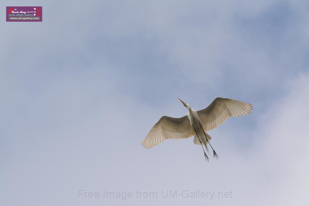 20150619taipo-egret_f41941120.jpg