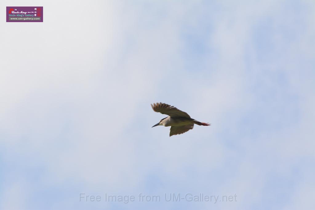 20150619taipo-egret_f41965376.jpg