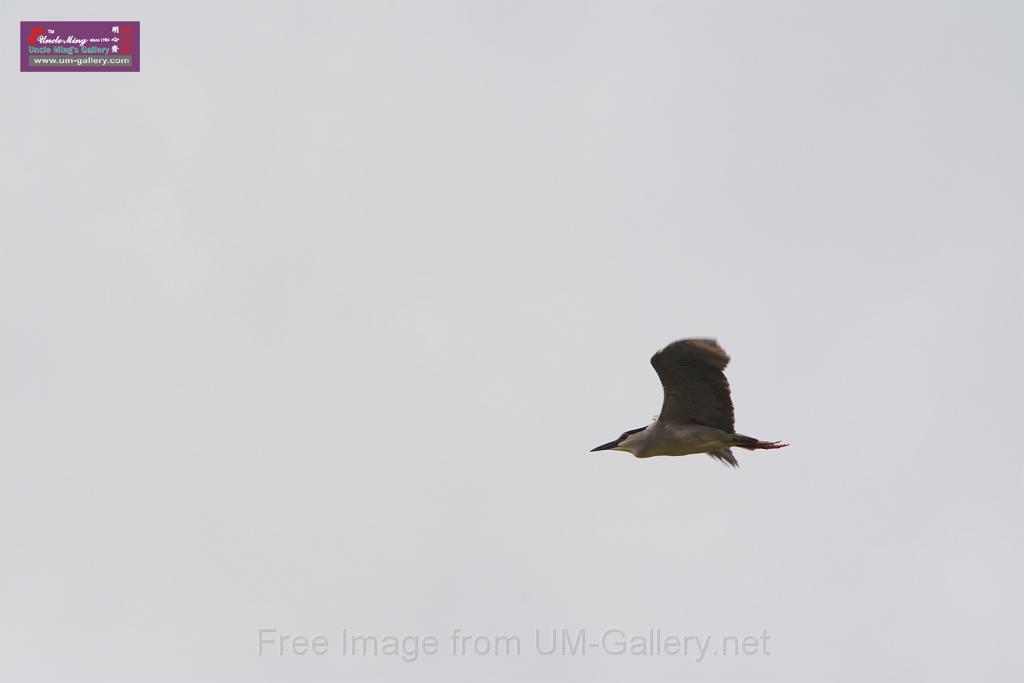 20150619taipo-egret_f41977536.jpg