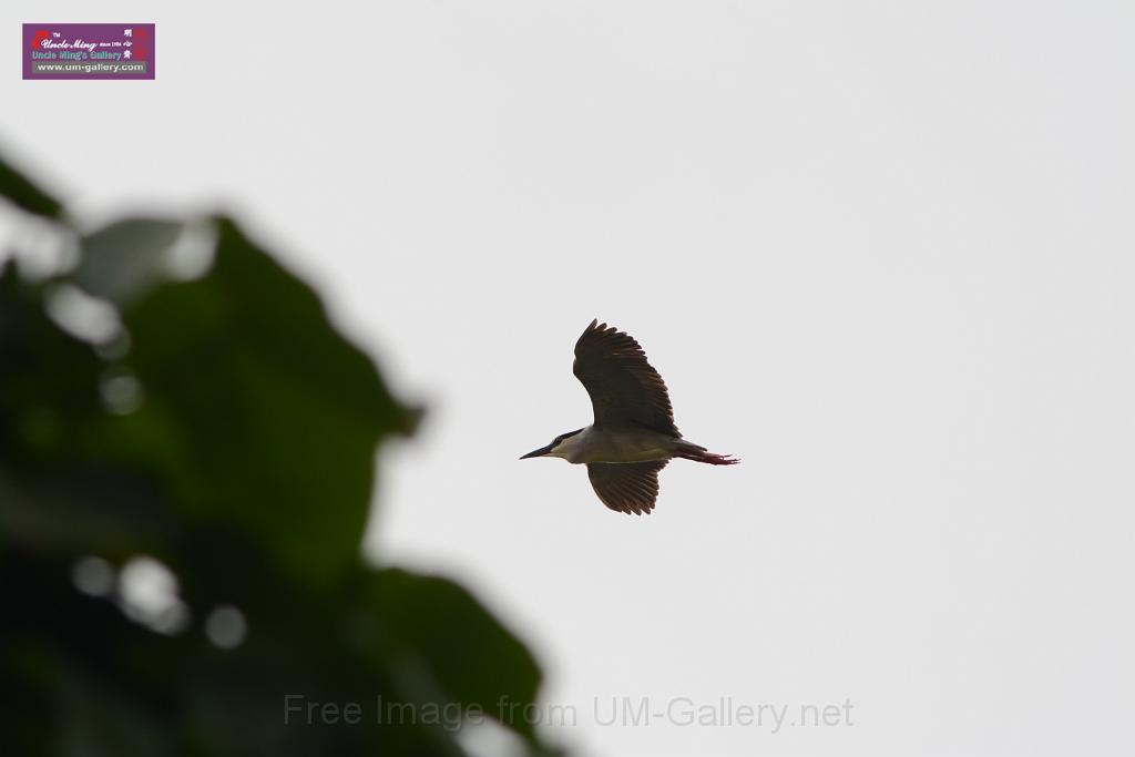 20150619taipo-egret_f41988032.jpg