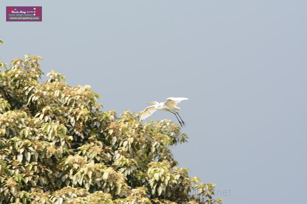 20150619taipo-egret_f42320192.jpg