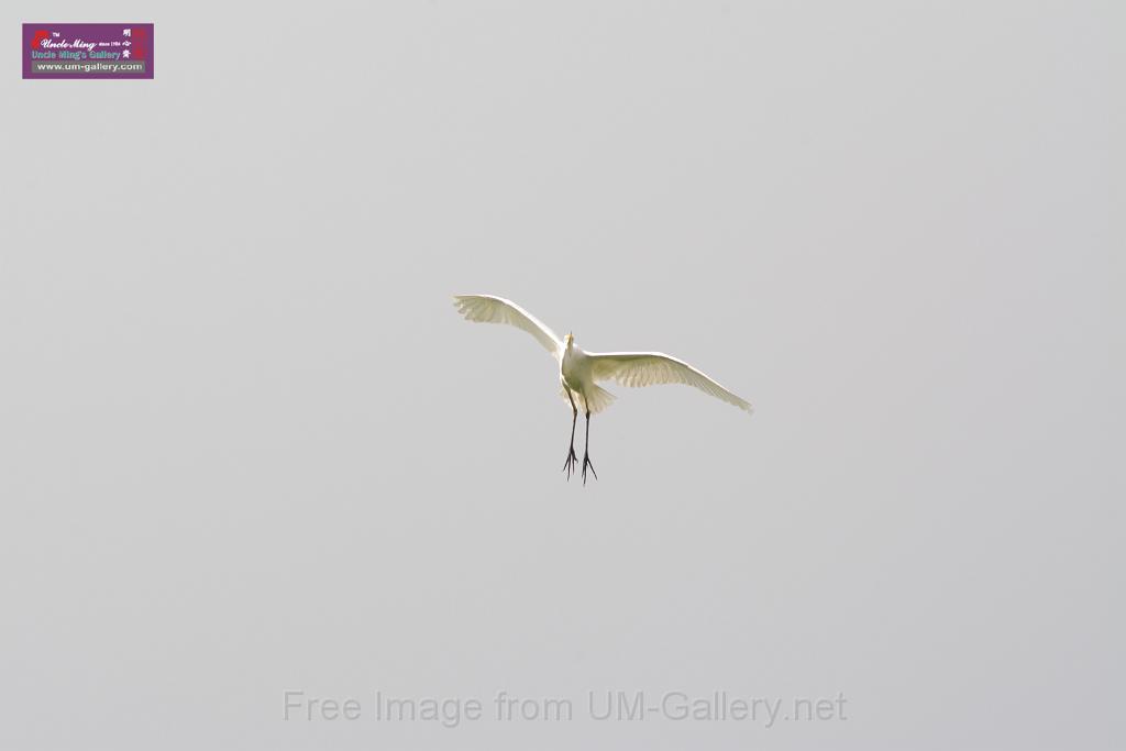 20150619taipo-egret_f42351296.jpg