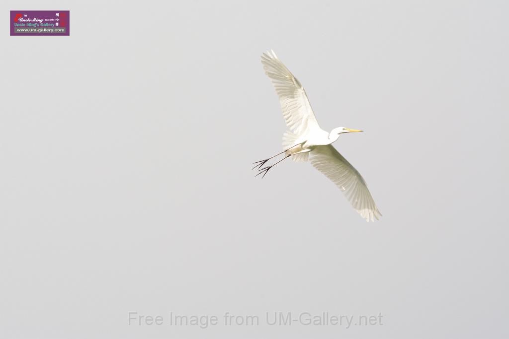 20150619taipo-egret_f42363840.jpg