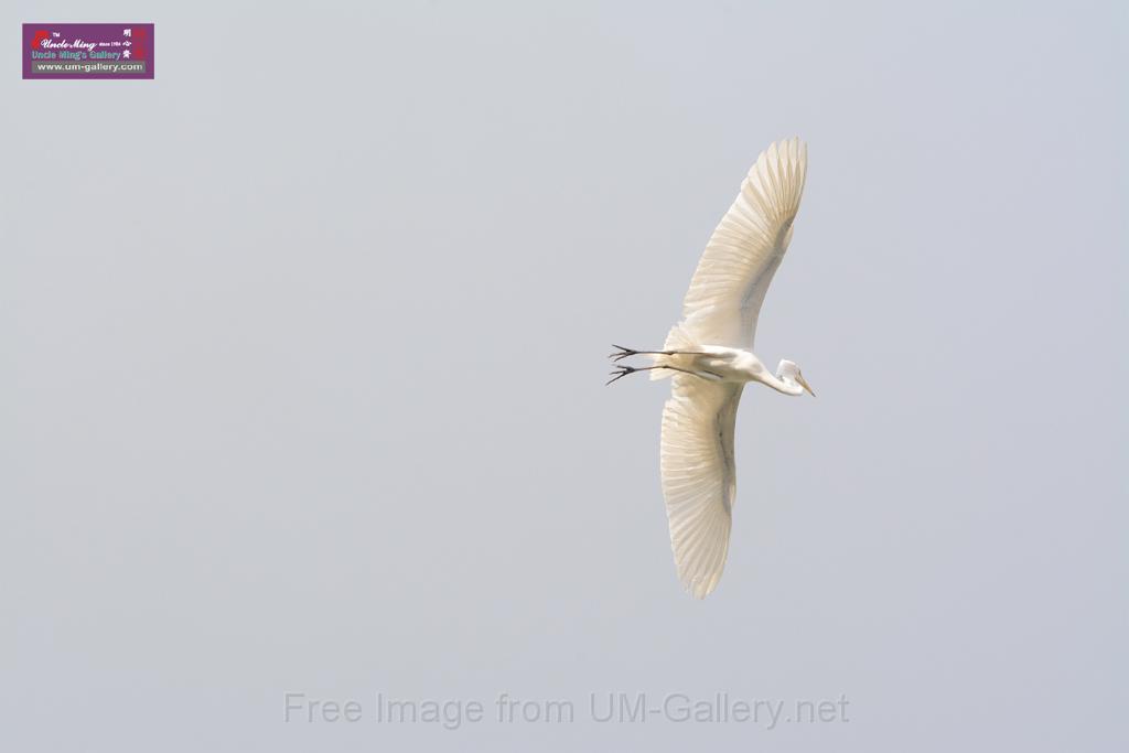 20150619taipo-egret_f42375552.jpg