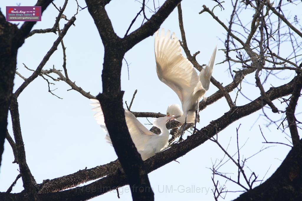 20150619taipo-egret_f42475264.jpg