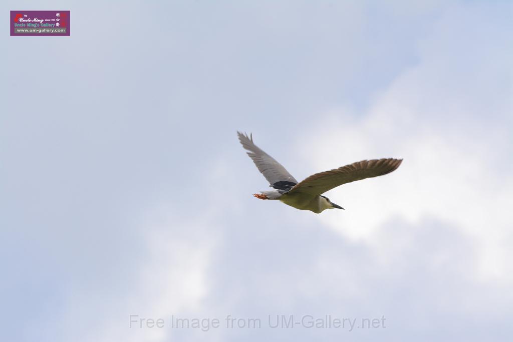 20150619taipo-egret_f42512960.jpg