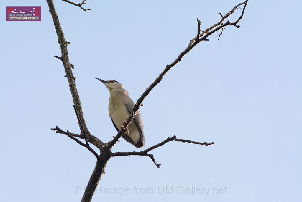 20150619taipo-egret_f42544896.jpg