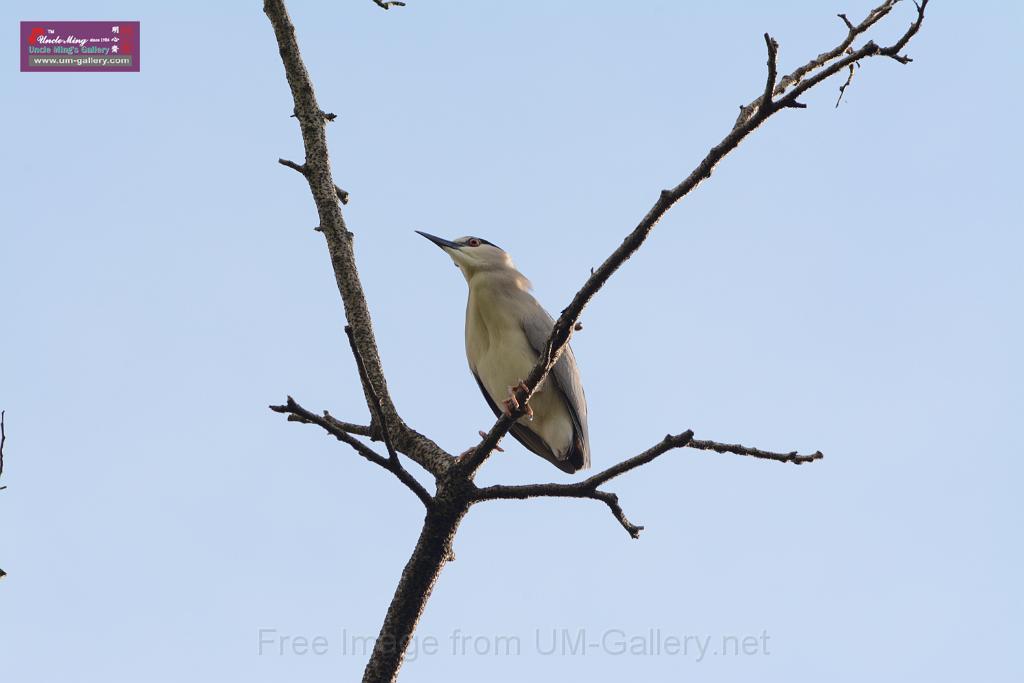 20150619taipo-egret_f42561792.jpg