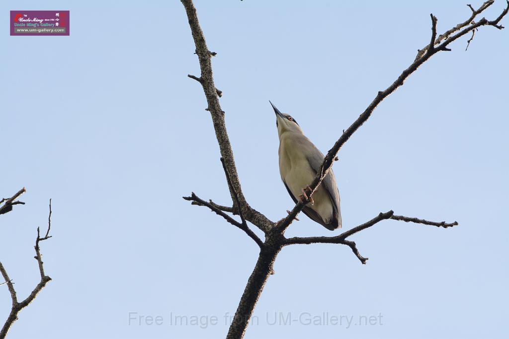 20150619taipo-egret_f42579008.jpg