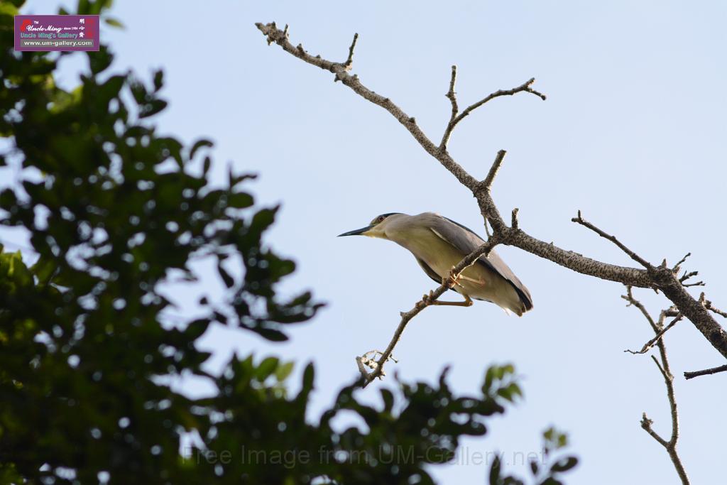 20150619taipo-egret_f42596544.jpg