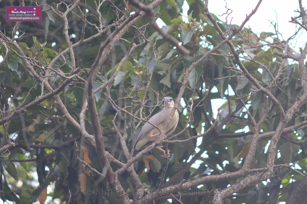 20150619taipo-egret_f42701056.jpg