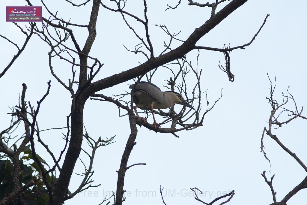 20150619taipo-egret_f42763456.jpg