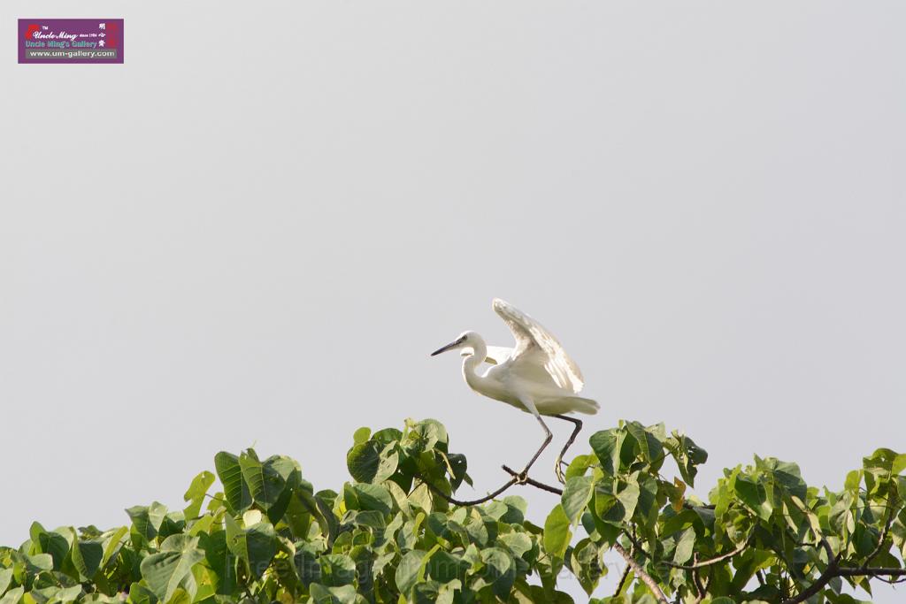 20150619taipo-egret_f42796608.jpg