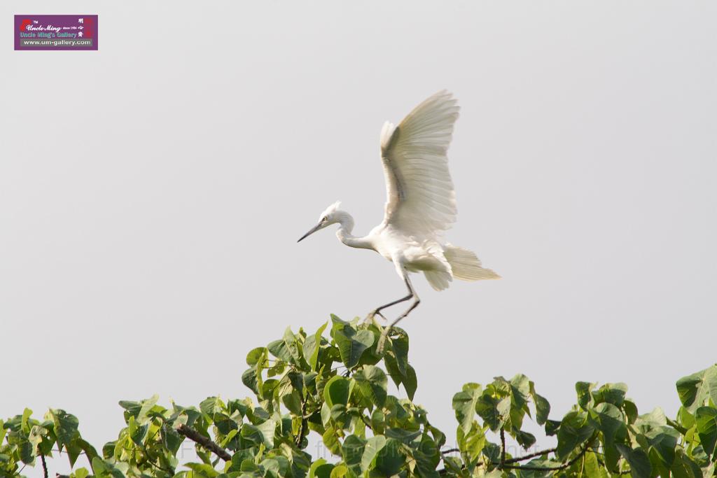 20150619taipo-egret_f42812480.jpg