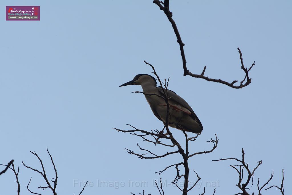 20150619taipo-egret_f43079680.jpg