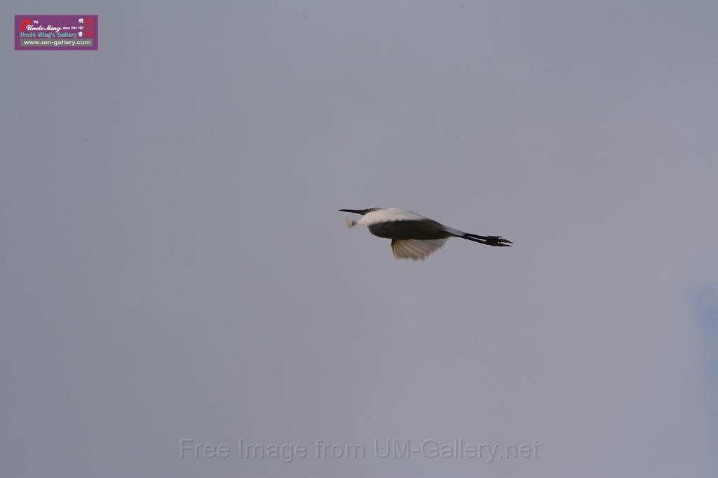 20150619taipo-egret_f43098688.jpg