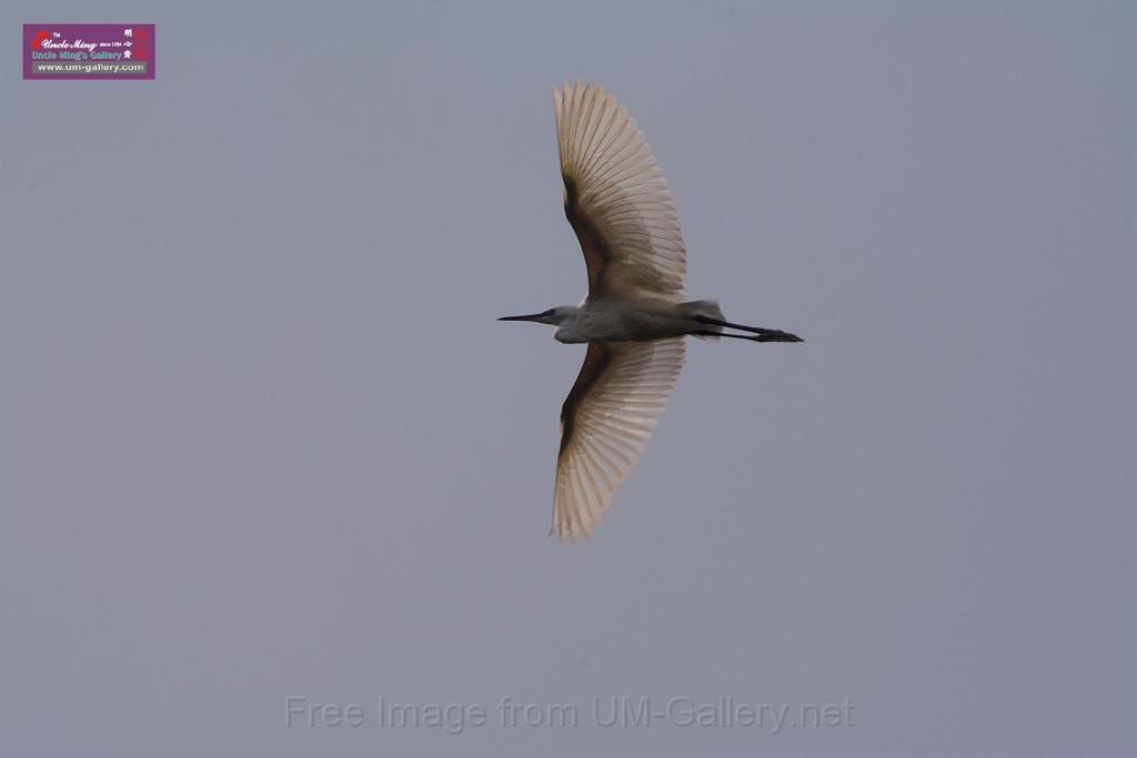 20150619taipo-egret_f43116416.jpg