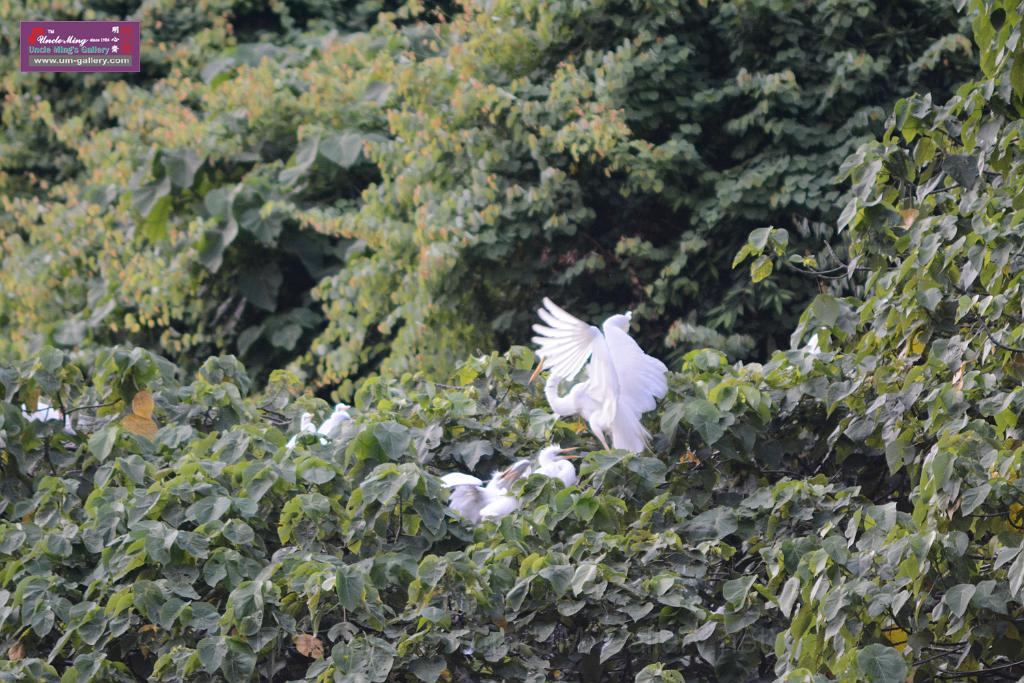 20150619taipo-egret_f43135232.jpg