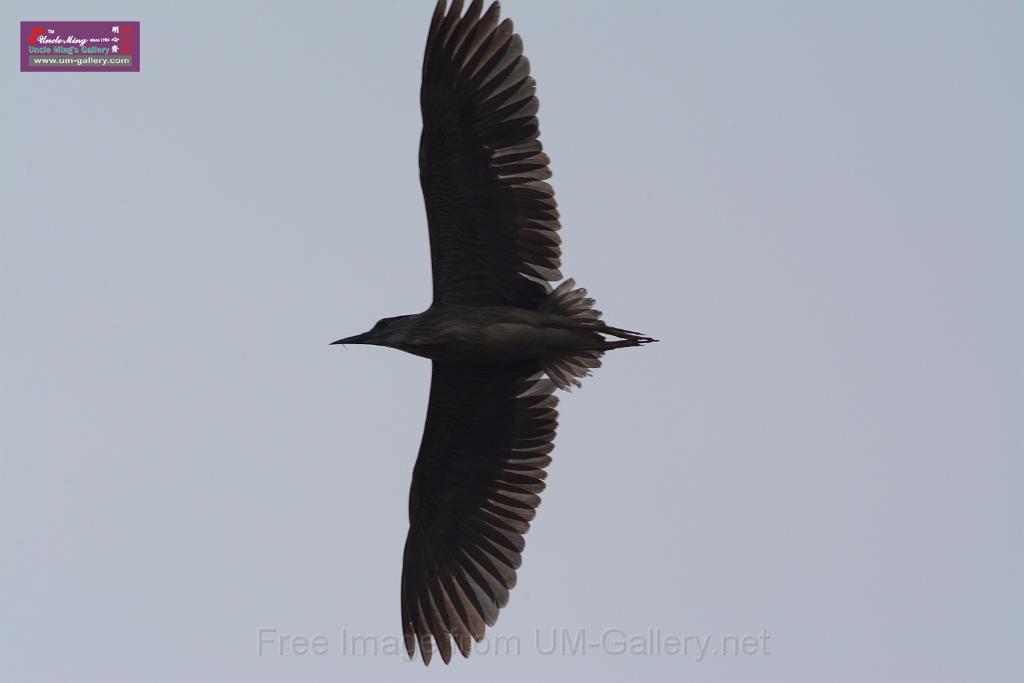 20150619taipo-egret_f43191360.jpg