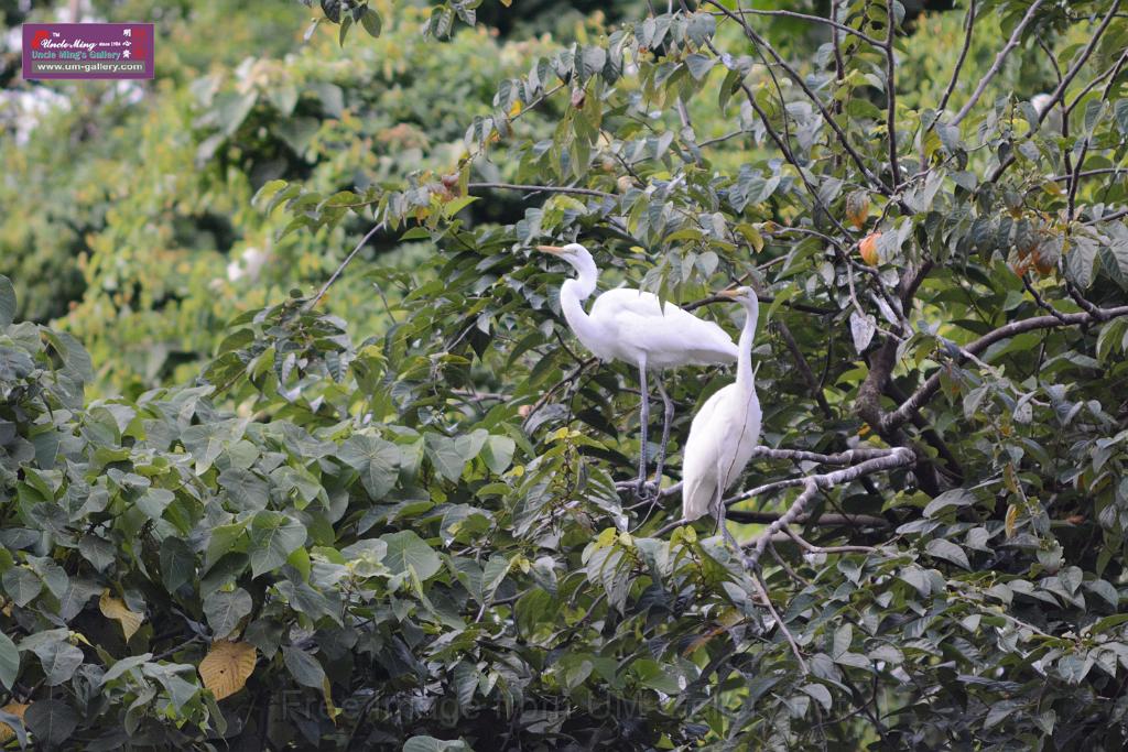 20150619taipo-egret_f43206528.jpg