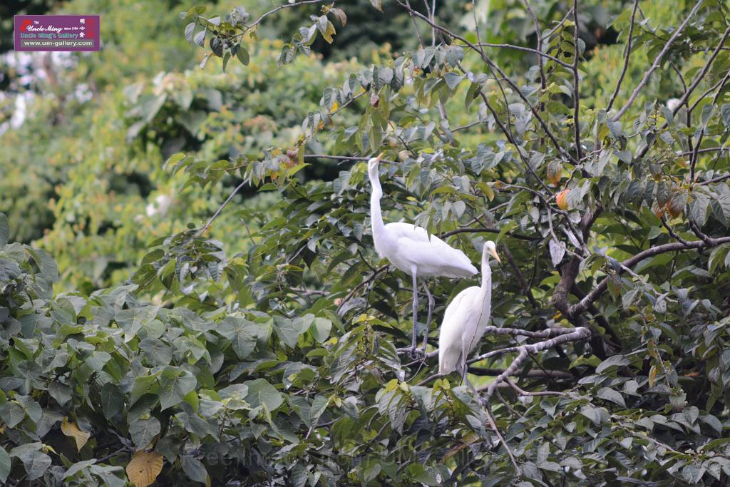 20150619taipo-egret_f43234496.jpg