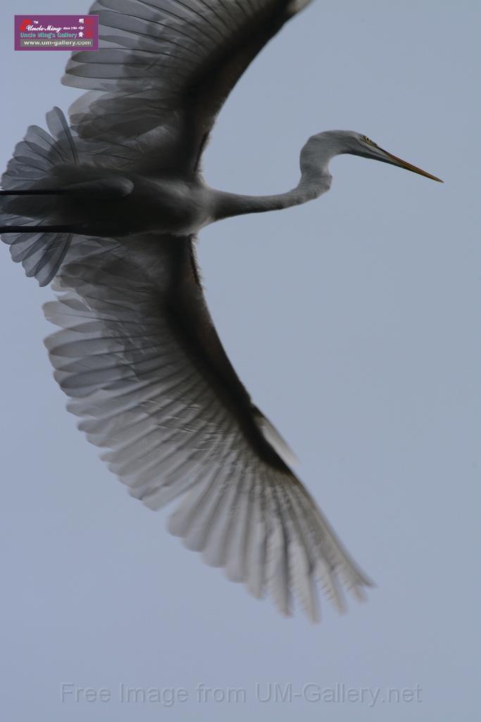 20150619taipo-egret_f43282304.jpg