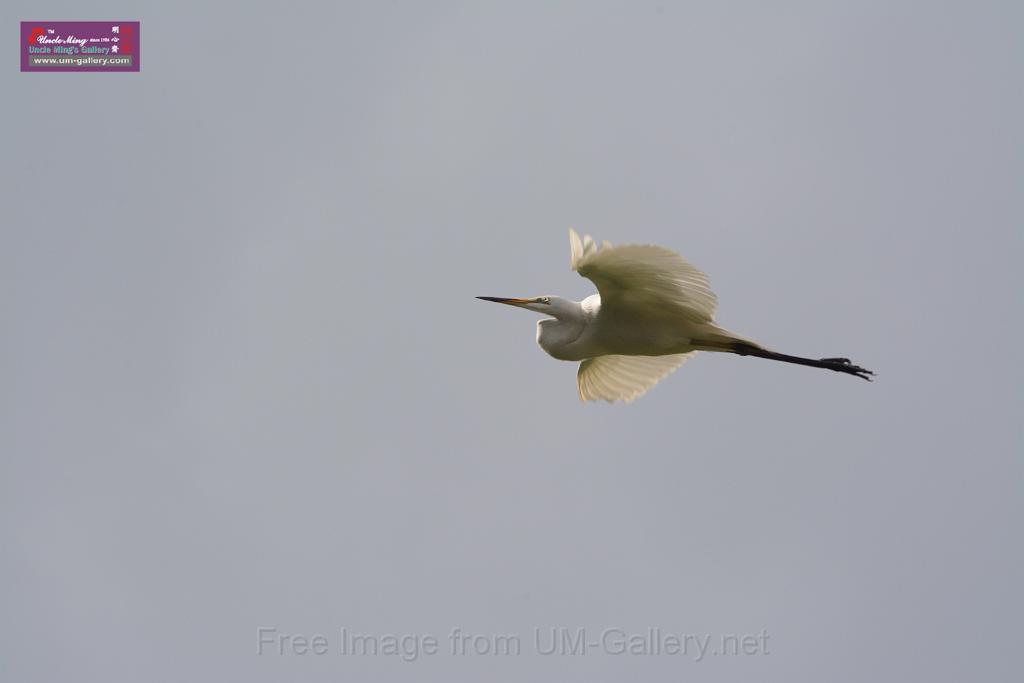 20150619taipo-egret_f43340608.jpg