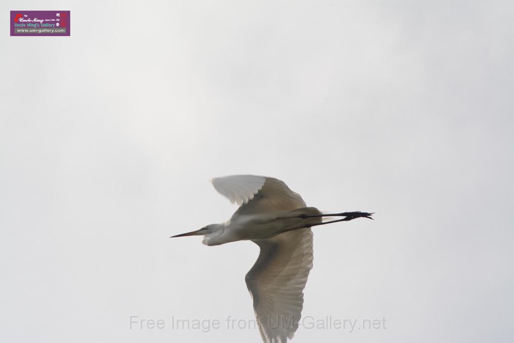 20150619taipo-egret_f43356032.jpg