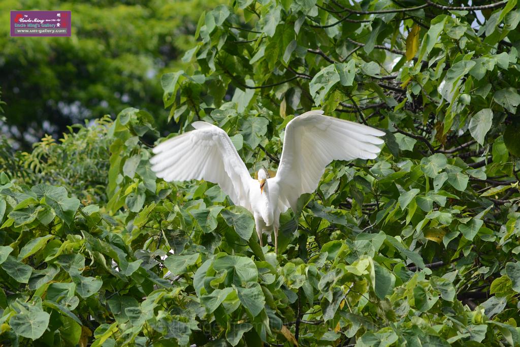 20150619taipo-egret_f43395520.jpg