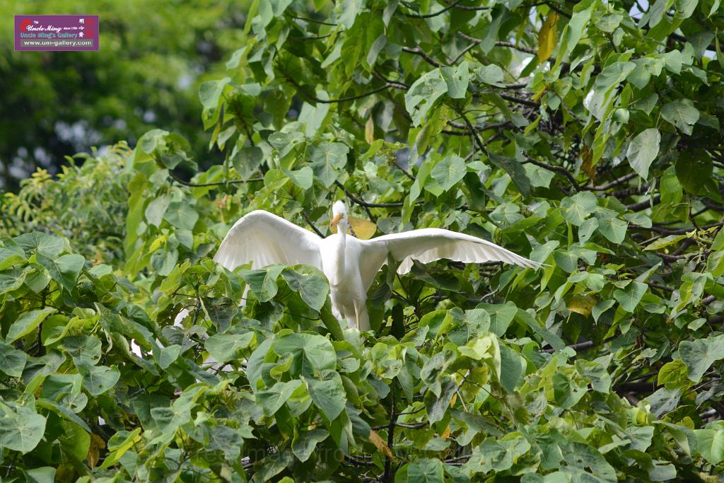 20150619taipo-egret_f43423168.jpg