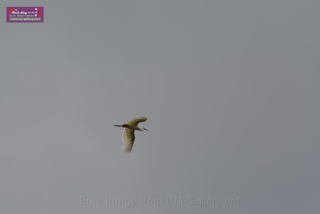 20150619taipo-egret_f43539584.jpg