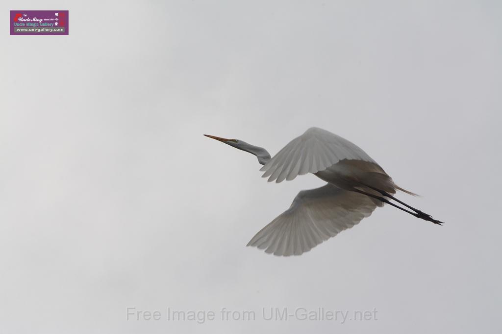 20150619taipo-egret_f43557824.jpg